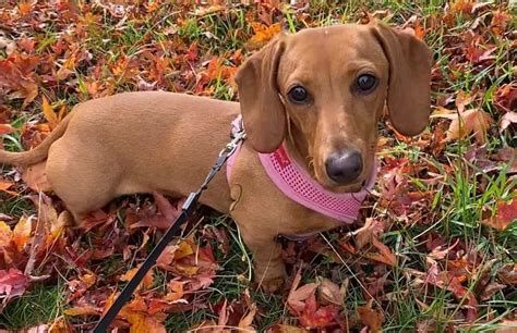 Dachshund Colors The Standard And Rare Doxie Coat Colors K9 Web