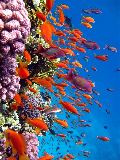 Fish And Colorful Coral Reef Ocean Life Underwater Life Sea Creatures