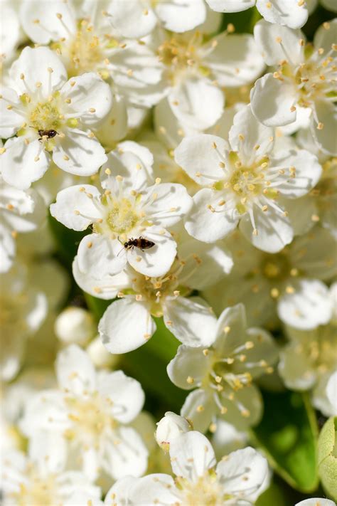 Three Stock Photo Backgrounds Of Some Nice Small White Flowers