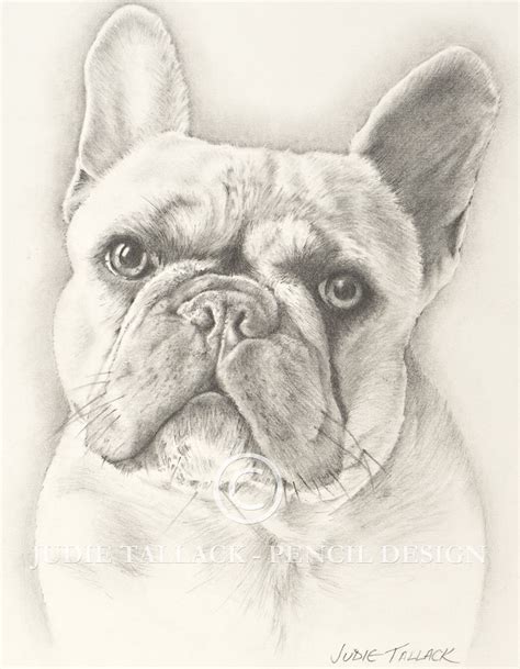 New Pencil Portrait Recently Commissioned French Bulldog French