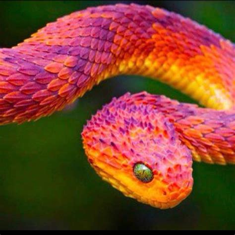 Colorful Snake Rainforest Animals Pinterest Colorful Snakes