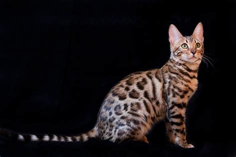 Die Bengalkatze Exotische Schönheit Mit Großem Selbstbewusstsein Cat