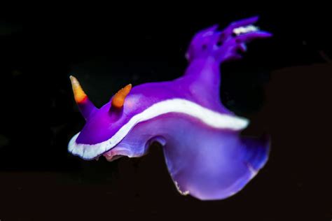 If You Thought All Slugs Are Gross Check Out The Nudibranch Sea