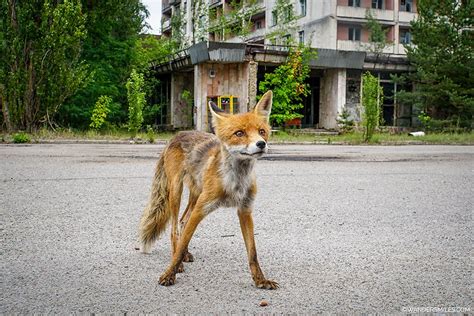 Chernobyl Animals 2020 Chernobyl Wolves Could Be Spreading Mutations