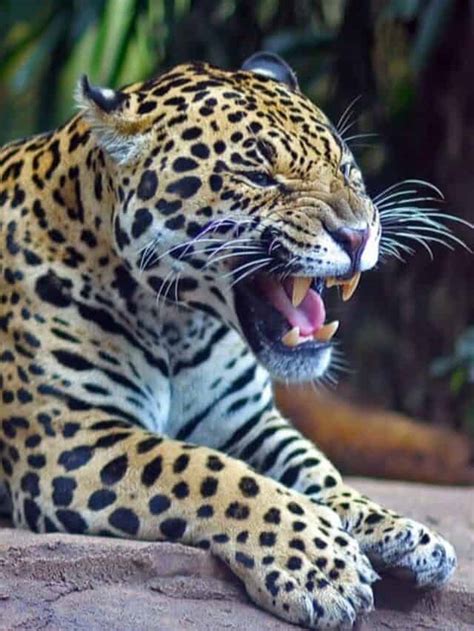 10 Incredible Jaguar Facts Az Animals