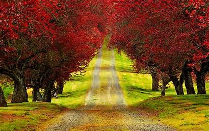 Trees Fall Wallpapers Tree Autumn Nature Road