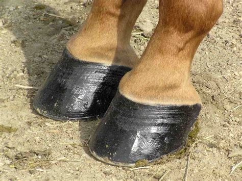 Stuff4Petz - Healthy Hoof: Understanding Equine Hoof Care