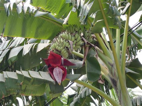 10 Types Of Banana Trees Some Species Of The Genus Musa Gardening On