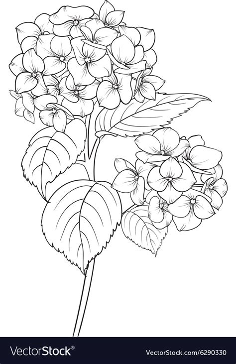 Blooming Flower Hydrangea Royalty Free Vector Image