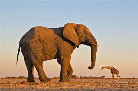 This Is A Really Really Big Elephant Amazing Photo Of The Day