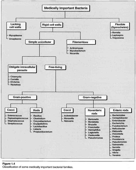 Bacterial Classification Chart