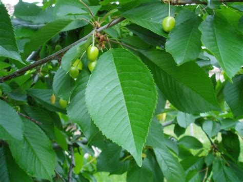 Cerezo Prunus Avium Plantas Riomoros