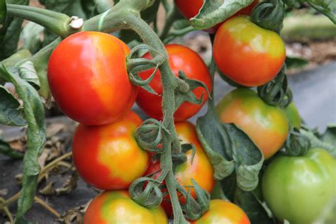 Rumänien, buzău, buzău, buzău, strada general grigore baștan, obeliscul buzău 1600. Doctorul Plantelor: Rosii soiul Buzau 1600.Video