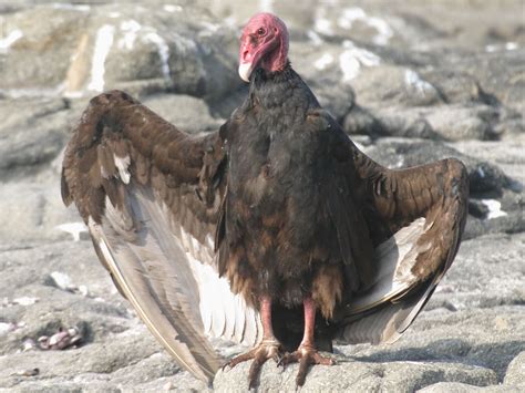 Turkey Vulture Photo Close Up Of A Bird Spreading Its Wings The