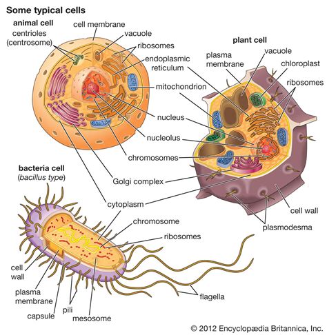 Bacteria Cell Evolution And Classification Britannica