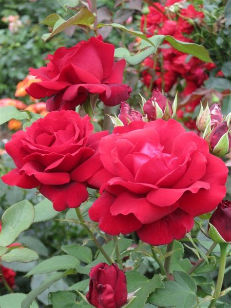 Roses And What To Put With Them Two Rose Gardens At Rhs Wisley And