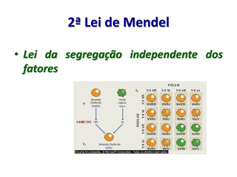 Ppt Leis De Mendel Mendelismo Powerpoint Presentation Free The Best