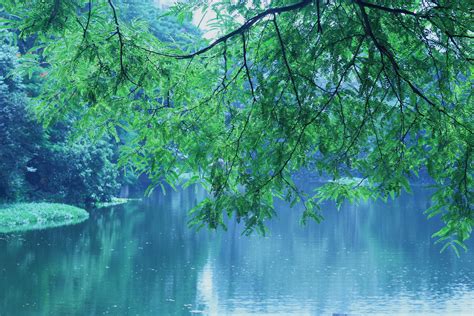 Green Trees Beside Body Of Water · Free Stock Photo