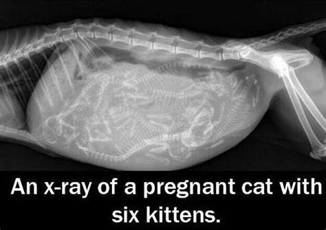 Xray Of A Pregnant Cat And Her Kittens X Ray Images Cute Images