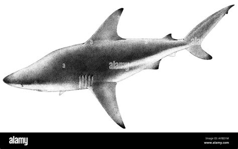 Blacktip Shark Carcharhinus Limbatus Drawing Stock Photo Alamy