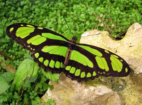 Green Butterflies Flickr