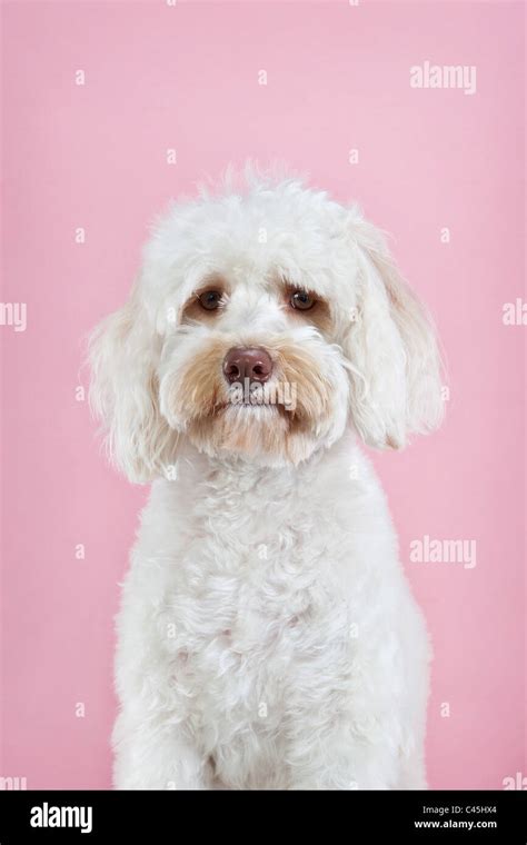 Dog Hi Res Stock Photography And Images Alamy