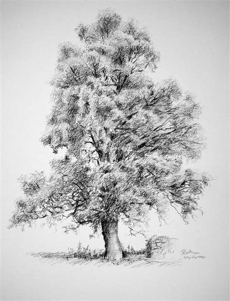 Pin By Kathi Koppenhaver On Drawings Tree Sketches Tree Drawing