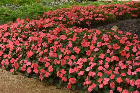 6 Tips For Planting Impatiens