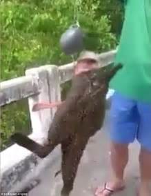 Video Of Weird Fish With Legs From Thailand Has Fishermen