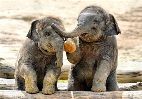 76 Baby Elephants That Will Instantly Make You Smile Bored Panda