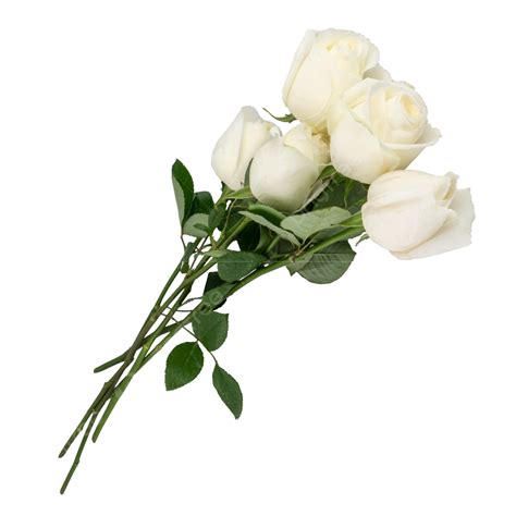 Beautiful Bouquet Flower White Rose Plant Nice Still Life White Png