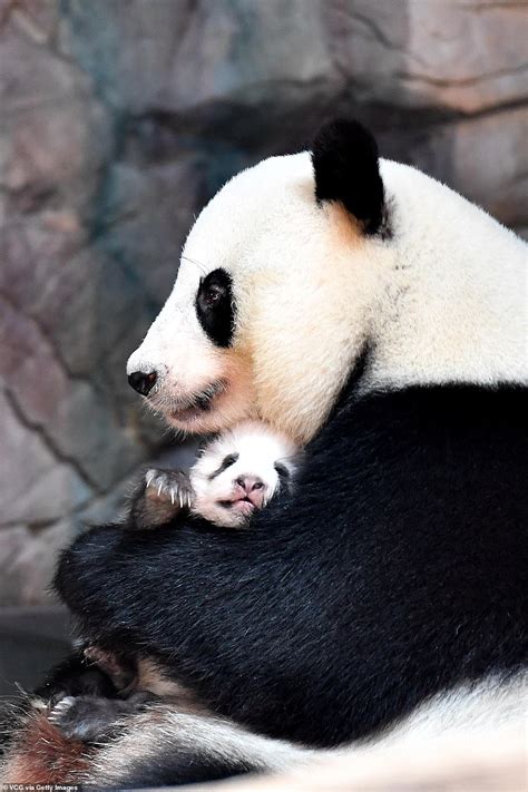 Come In For A Cuddle Mother Panda Dotes On Two Month Old Cub Daily