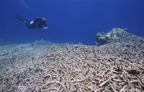 Coral Reef Destruction 20152016 Endangered Environments Pearltrees