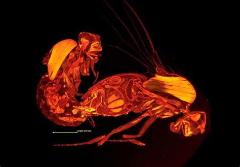 3 D Scans Of Mating Fruit Flies Uncovers Female Biology