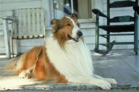 Lassie 2005