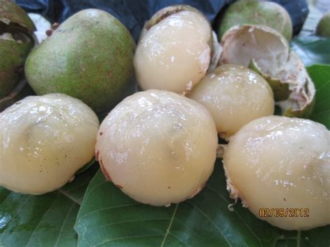 Terdapat beberapa jenis (sub spesies) mata kucing iaitu: Longan Brazil : Buah Dengan Rupanya Aneh Tapi Sedap