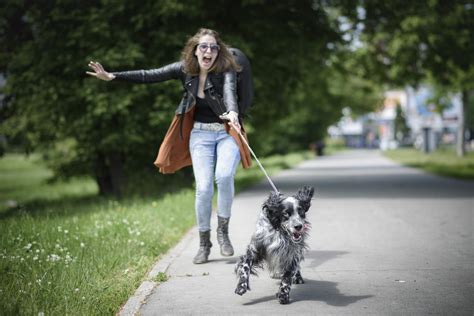 6 Quick Ways To Stop A Dog From Leash Pulling Pawtracks