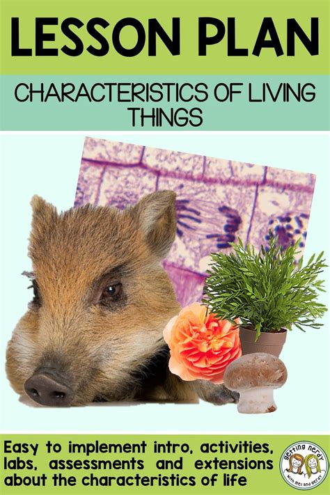 Lesson Plan The Characteristics Of Living Things Characteristics Of