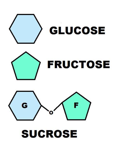 Structure Of Glucose Fructose And Sucrose