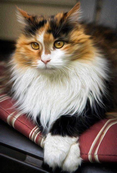 Pictures Of Long Haired Calico Kittens Enid Gregg