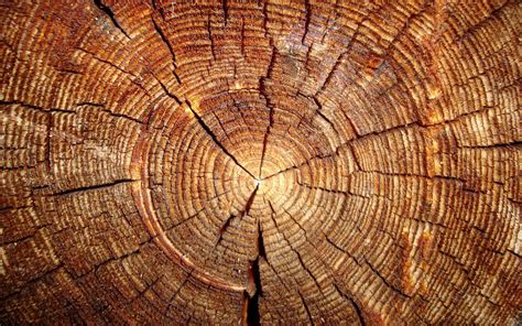 Tree Trunk Wallpapers Wallpaper Cave
