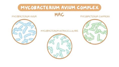 Mycobacterium Avium Complex Nord Osmosis