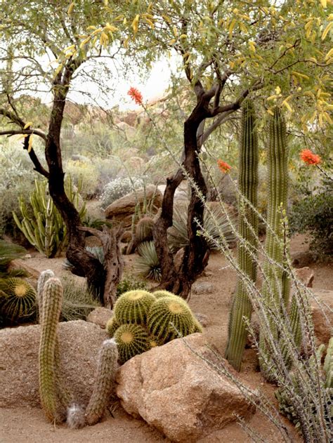 Cactus Gardens 47 Amazing Ideas On How To Make One My Desired Home
