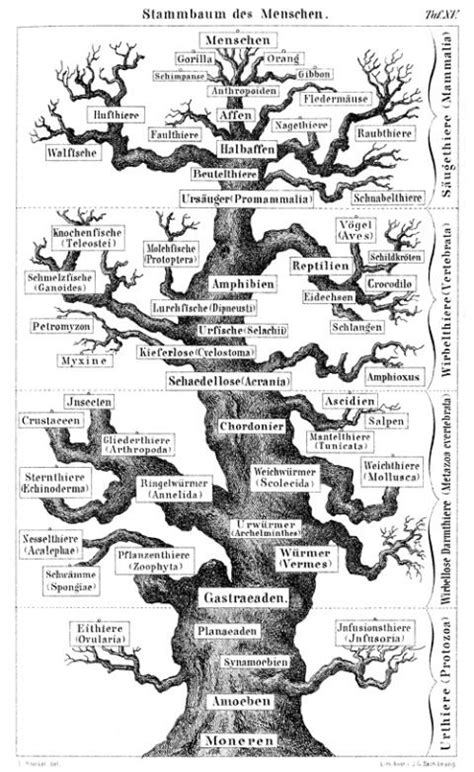 Trees Of Life A Visual History Of Scientific Diagrams Explaining