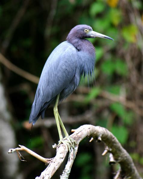 Little Blue Heron Charlie Banks Photography Florida Sanibel