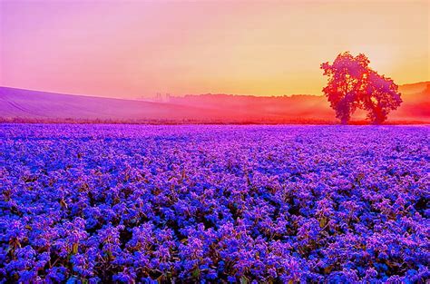 Hd Wallpaper Purple 4k Lavender Farm Blossom Sunset Wallpaper Flare