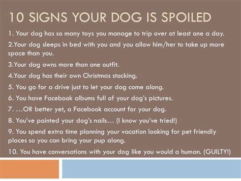 10 Signs Your Dog Is Spoiled Turns Out Theyre Spoiled Puppy Mom