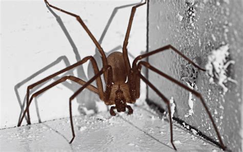 Identify And Prevent Brown Recluse In Your Tennessee Home Spider Control