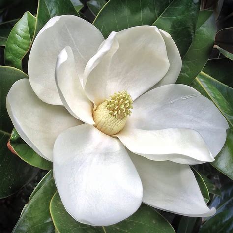 Magnolia Flower Facts Best Flower Site