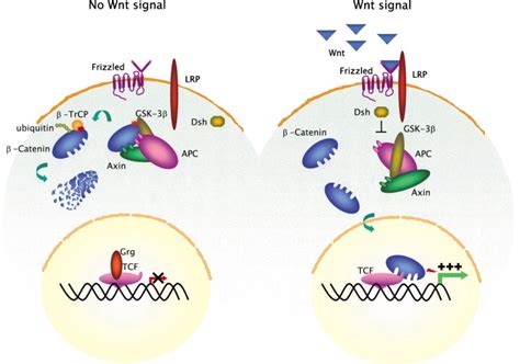 Wnt Signaling And Lymphocyte Development Cell